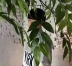 用戶頭像